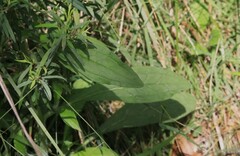 Cynoglossum australe