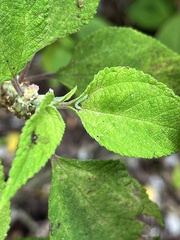 Udea stellata