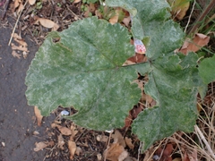 Erysiphe heraclei