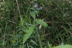 Cynoglossum australe