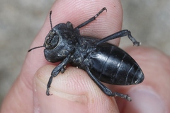 Stenomorpha costipennis