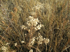 Patrinia rupestris