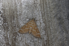 Leucochromodes melusinalis