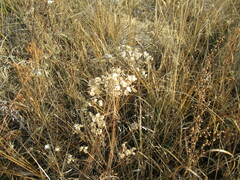 Patrinia rupestris