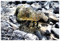 Clibanarius longitarsus