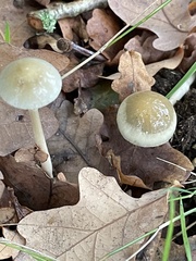 Protostropharia semiglobata