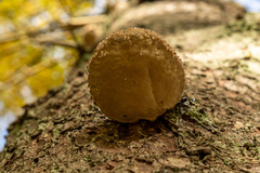 Phellinus pomaceus