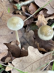Protostropharia semiglobata