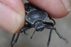 Stenomorpha costipennis