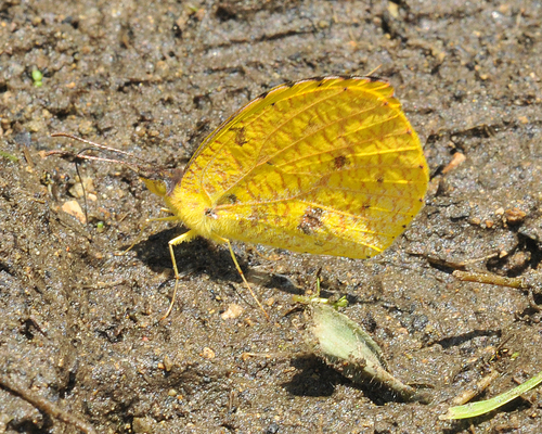 Eurema reticulata