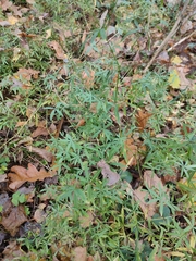 Galium intermedium