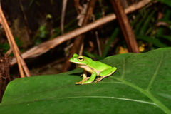 Zhangixalus prasinatus
