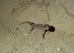 Underwoodisaurus milii
