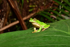 Zhangixalus prasinatus