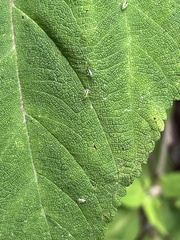 Orthotylus tantali