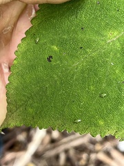Orthotylus tantali
