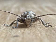 Prosoplus bankii