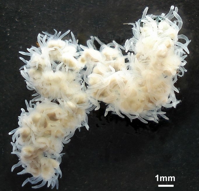 Polypodium hydriforme