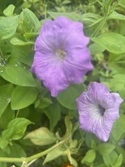 Petunia