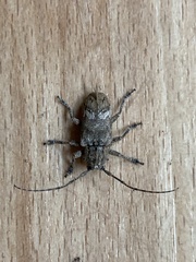 Prosoplus bankii