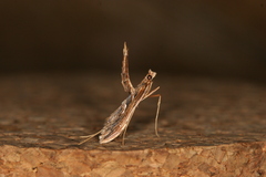 Lineodes integra