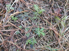 Potentilla tergemina
