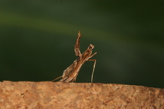 Lineodes integra