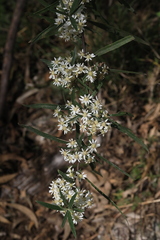 Olearia viscidula