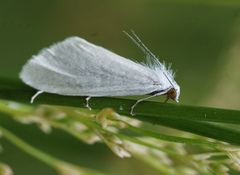 Tipanaea patulella