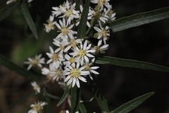 Olearia viscidula