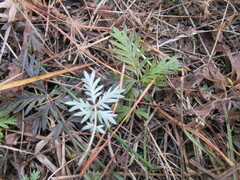 Potentilla tergemina