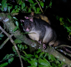 Trichosurus caninus