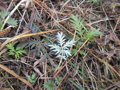 Potentilla tergemina