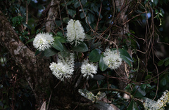 Dendrobium speciosum