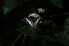 Protographium leosthenes