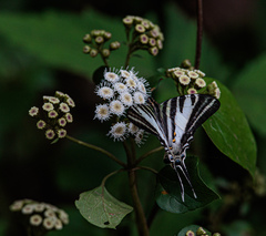 Protographium leosthenes