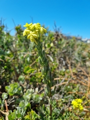 Lyperia lychnidea