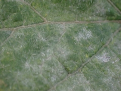 Erysiphe heraclei
