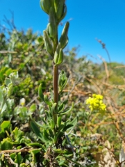 Lyperia lychnidea