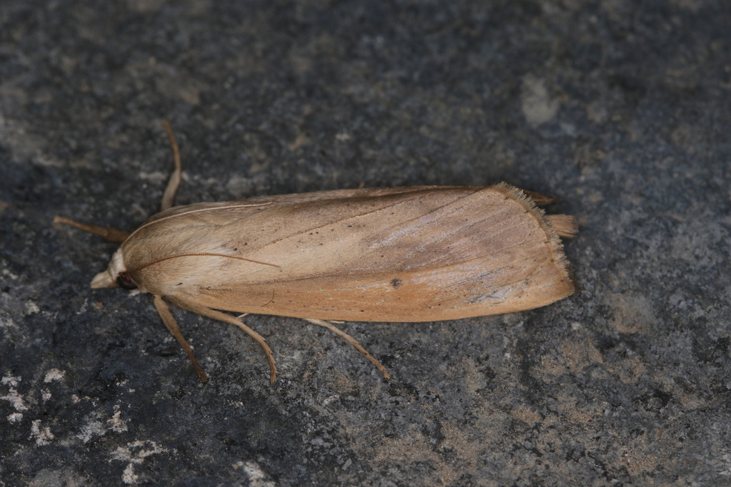 Liopasia simplicissimalis