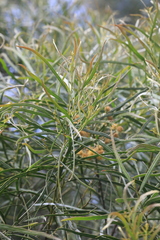 Acacia ingramii