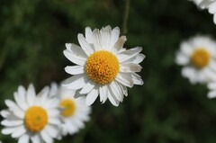 Rhodanthe anthemoides