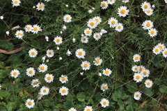 Rhodanthe anthemoides