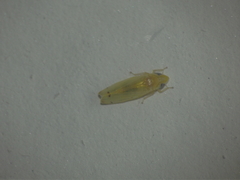 Amrasca biguttula