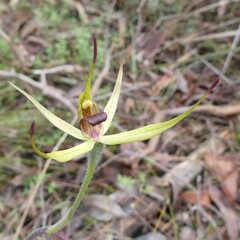 Caladenia leptochila