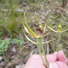 Caladenia leptochila