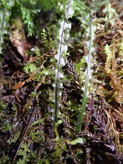 Hymenophyllum flexuosum
