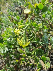 Lyperia lychnidea