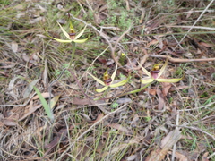 Caladenia leptochila