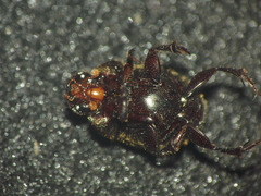 Onthophagus unifasciatus
